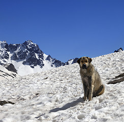 Image showing Dog in snow mountains at sun spring day