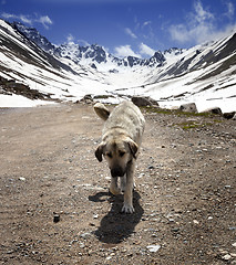 Image showing Dog on dirt road in spring mountains