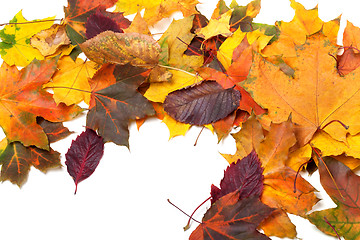 Image showing Autumn multicolor maple leaves