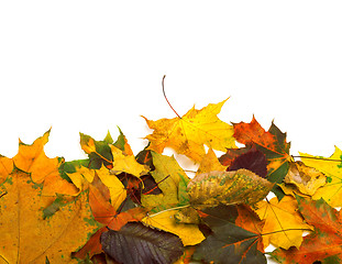 Image showing Autumn dried multicolor leafs