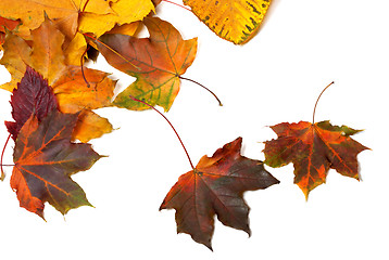 Image showing Autumn multicolor maple leaves 