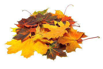 Image showing Pile of autumn multi colored maple leaves