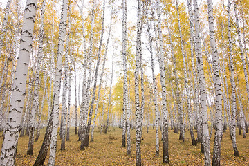 Image showing autumn birch forest