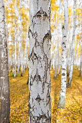 Image showing birch tree