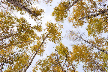 Image showing autumn forest