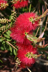 Image showing Flower