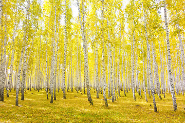 Image showing autumn forest