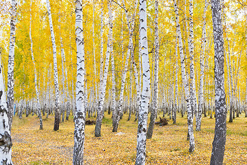 Image showing autumn birch forest