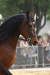 Image showing Beautiful horse