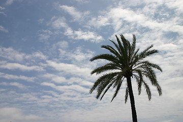 Image showing Palm tree against the sky