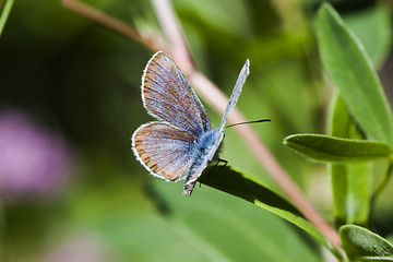 Image showing blue wings