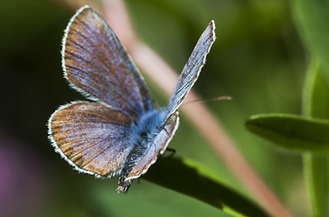 Image showing common blue
