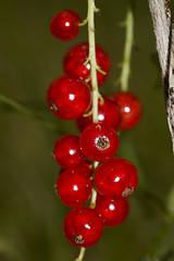 Image showing cluster of red currants