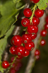 Image showing red currants