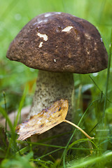 Image showing leccinum