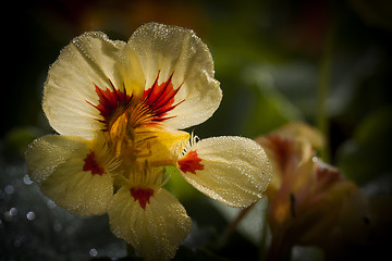 Image showing garden cress