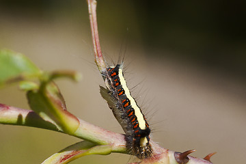 Image showing caterpillar