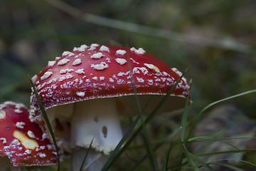Image showing fly agaric