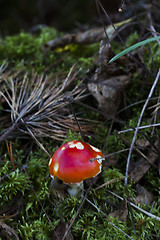 Image showing fly agaric