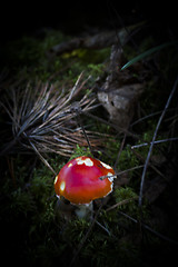 Image showing amanita muscaria