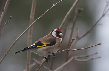 Image showing gold finch