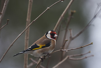 Image showing gold finch