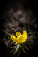 Image showing winter aconite