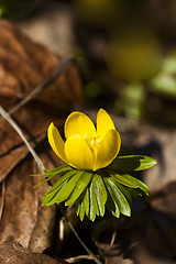 Image showing winter hellebore