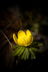 Image showing winter aconite