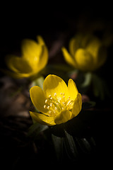 Image showing winter aconite