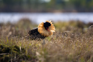 Image showing Mating behaviour. Male ruffs are in state of self-advertising