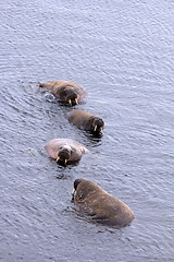 Image showing Atlantic walrus in shallow waters of Barents sea. Arctic