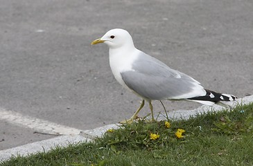 Image showing Common gull