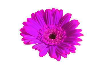 Image showing Violet flower closeup 