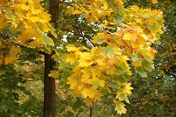 Image showing Fall