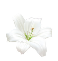 Image showing Photo-realistic Beautiful White Lily Isolated On White Background