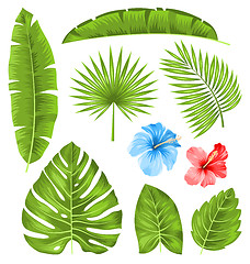 Image showing Set of Tropical Leaves, Collection Plants Isolated