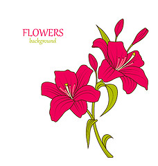 Image showing Linear Colored Sketch of Beautiful Lily Flowers Isolated