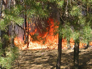 Image showing Fire