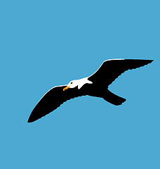 Image showing Soaring seagull in blue sky, seabird isolated on blue background