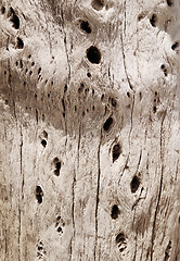 Image showing Cactus wood bark texture