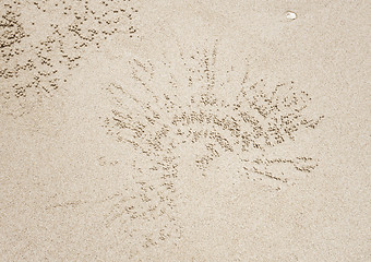 Image showing crab hole background texture