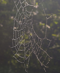 Image showing Spider\'s net with waterdrops