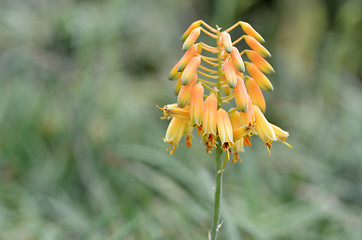 Image showing Yellow Succulent flower