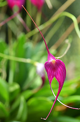 Image showing Purple orchid on green leaf blurry background