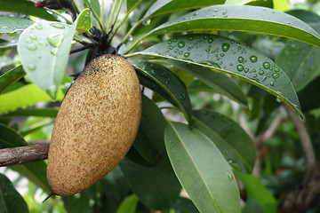 Image showing Sapodilla fruit on tree