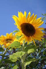 Image showing Sunflower