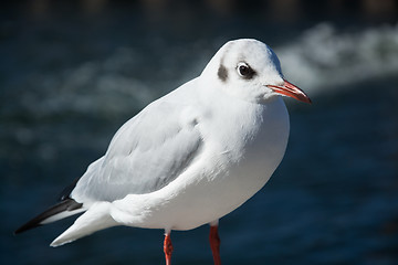 Image showing Close-Up of a Seagull