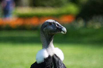 Image showing Andean condor (Vultur gryphus)