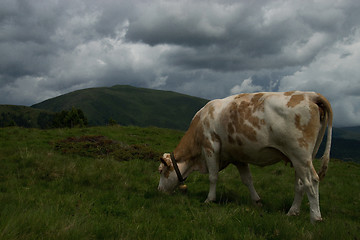 Image showing Cow at the Nock Alp, Austria